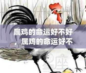 属鸡人的命运解析,星象指引下的好运与挑战