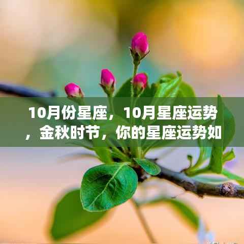金秋时节揭秘,你的星座运势在十月如何大放异彩?