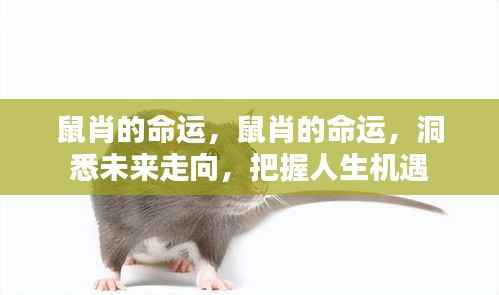 鼠肖命运揭秘,洞悉未来走向,把握人生机遇策略