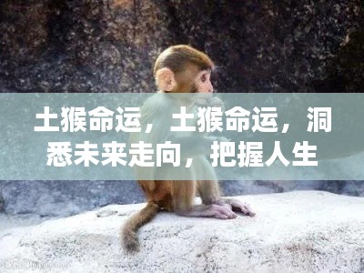土猴命运揭秘,洞悉未来走向,掌握人生关键机遇