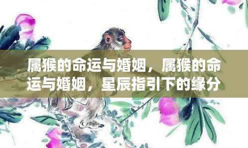 属猴命运与婚姻,星辰指引下的缘分际遇探索