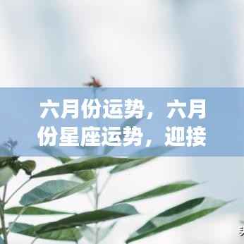 六月份星座运势展望,夏日幸运与机遇大揭秘
