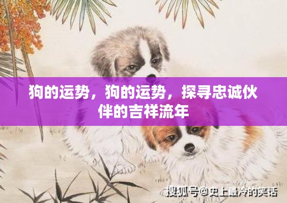 狗的运势揭秘,探寻忠诚伙伴的吉祥流年运势解析