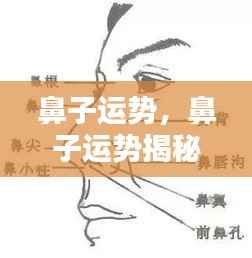 鼻子运势揭秘,洞悉未来走向的奥秘