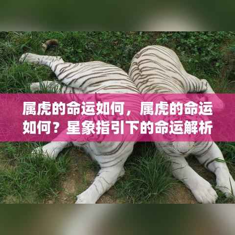 星象揭秘,属虎人的命运解析与未来展望
