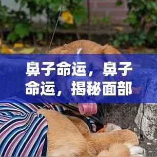 揭秘鼻子命运,面部特征与人生运势的微妙关联