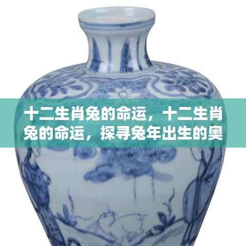 探寻十二生肖兔的命运奥秘与未来走向,兔年出生人的命运解析