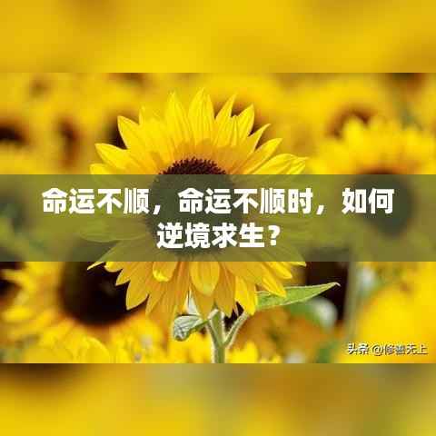 逆境求生,命运不顺时的挑战与应对之道