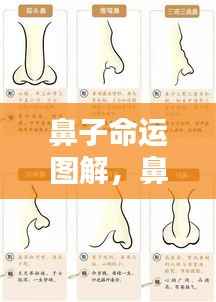 鼻子命运图解,面部特征与人生运势的奥秘联系揭秘
