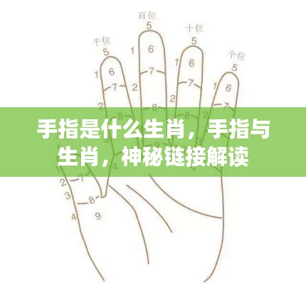 手指与生肖的神秘关联,解读手指背后的生肖故事