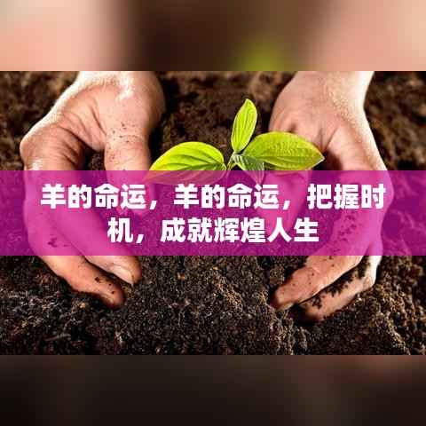 羊的命运,把握时机,迈向辉煌人生之路