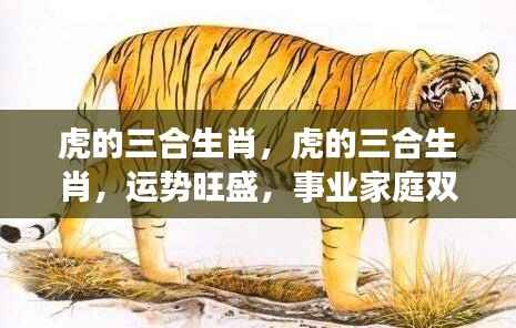 虎年三合生肖运势旺盛,事业家庭双丰收大揭秘