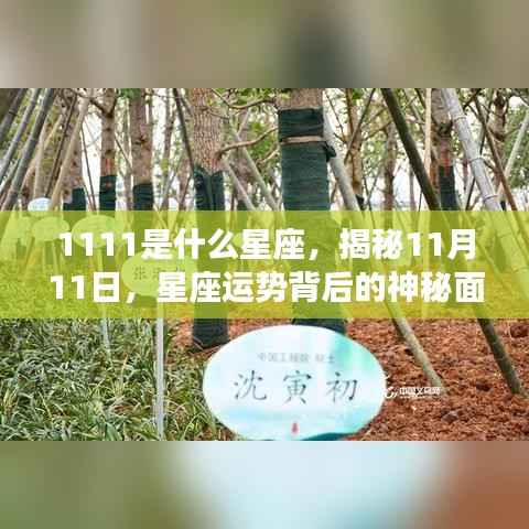 揭秘11月11日星座之谜,探寻运势背后的神秘面纱