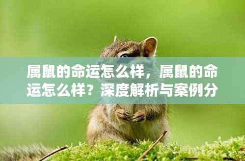 深度解析属鼠命运,前景、挑战与成功案例分享