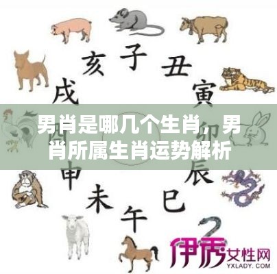 男肖生肖解析,运势揭秘与生肖特点探究