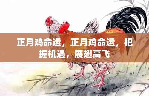 正月鸡命运,把握机遇,展翅高飞的新篇章