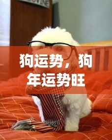 狗年运势亨通,事业家庭双丰收,狗狗运势大解析