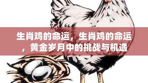 生肖鸡的黄金岁月,挑战与机遇并存命运探索