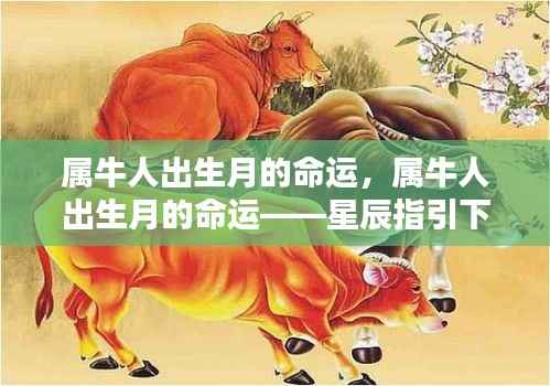 属牛人出生月的命运揭秘,星辰指引下的命运轮廓