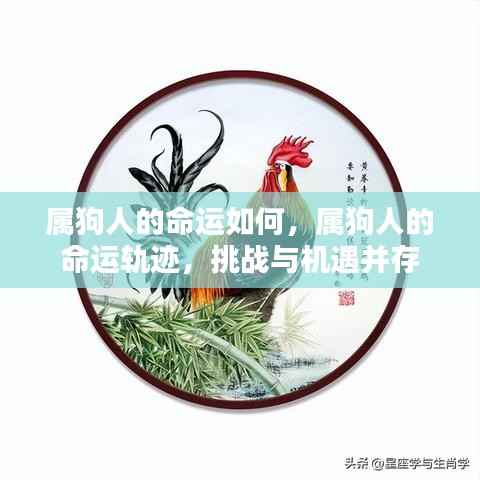 属狗人的命运探索,挑战与机遇并存的发展轨迹