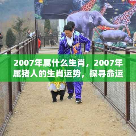 2007年属猪人的生肖运势与命运探索，机遇与挑战并存