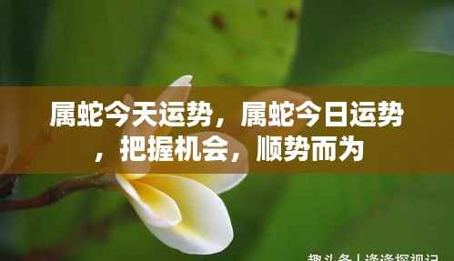 属蛇今日运势大揭秘,把握机会,顺势而为!