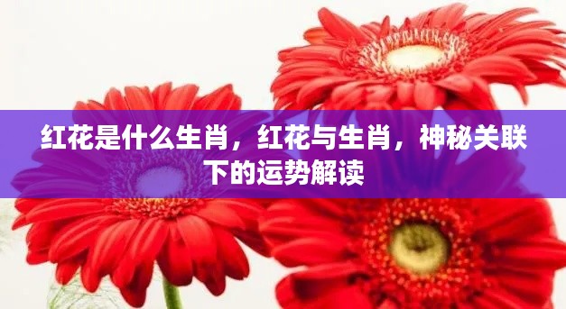 红花与生肖,神秘关联下的运势深度解读