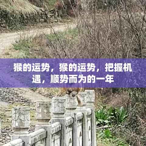 猴年运势展望,把握机遇,顺势而为