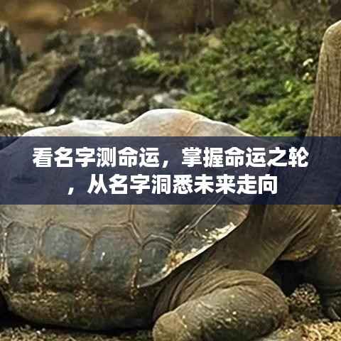 名字中的命运密码,洞悉未来走向的奥秘钥匙