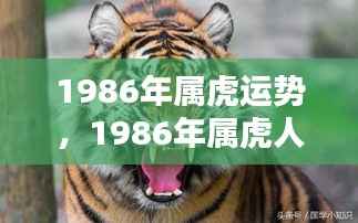 1986年属虎人的运势概览与运势分析