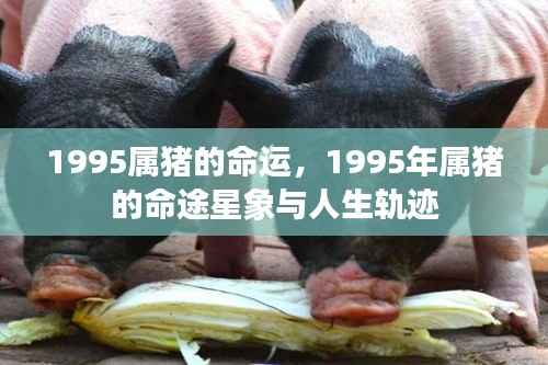 1995年属猪命运详解,星象指引与人生轨迹探索