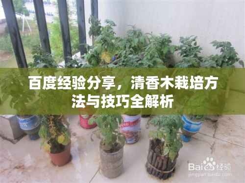 百度经验分享,清香木栽培方法与技巧全解析