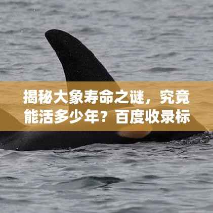 揭秘大象寿命之谜,究竟能活多少年?百度收录标准标题