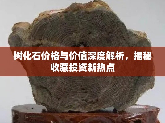 树化石价格与价值深度解析,揭秘收藏投资新热点