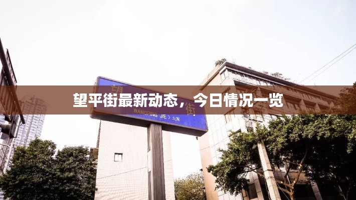望平街最新动态,今日情况一览