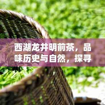 西湖龙井明前茶,品味历史与自然,探寻价格背后的故事