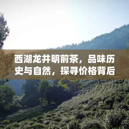 西湖龙井明前茶,品味历史与自然,探寻价格背后的故事