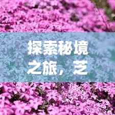 探索秘境之旅,芝旅游攻略大揭秘