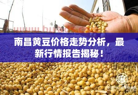 南昌黄豆价格走势分析,最新行情报告揭秘!