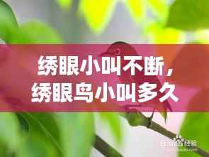 绣眼小叫不断,绣眼鸟小叫多久大叫