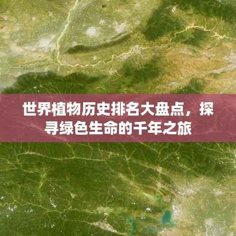 世界植物历史排名大盘点,探寻绿色生命的千年之旅