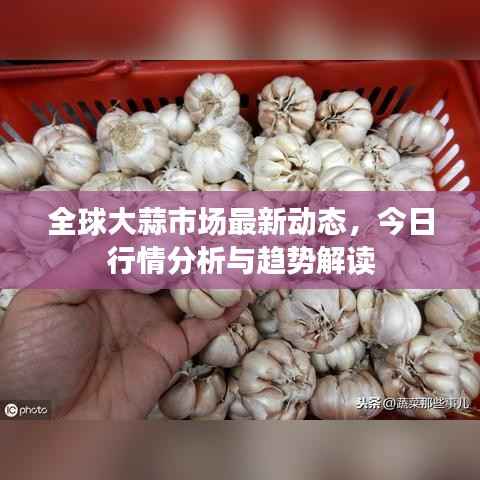 全球大蒜市场最新动态,今日行情分析与趋势解读
